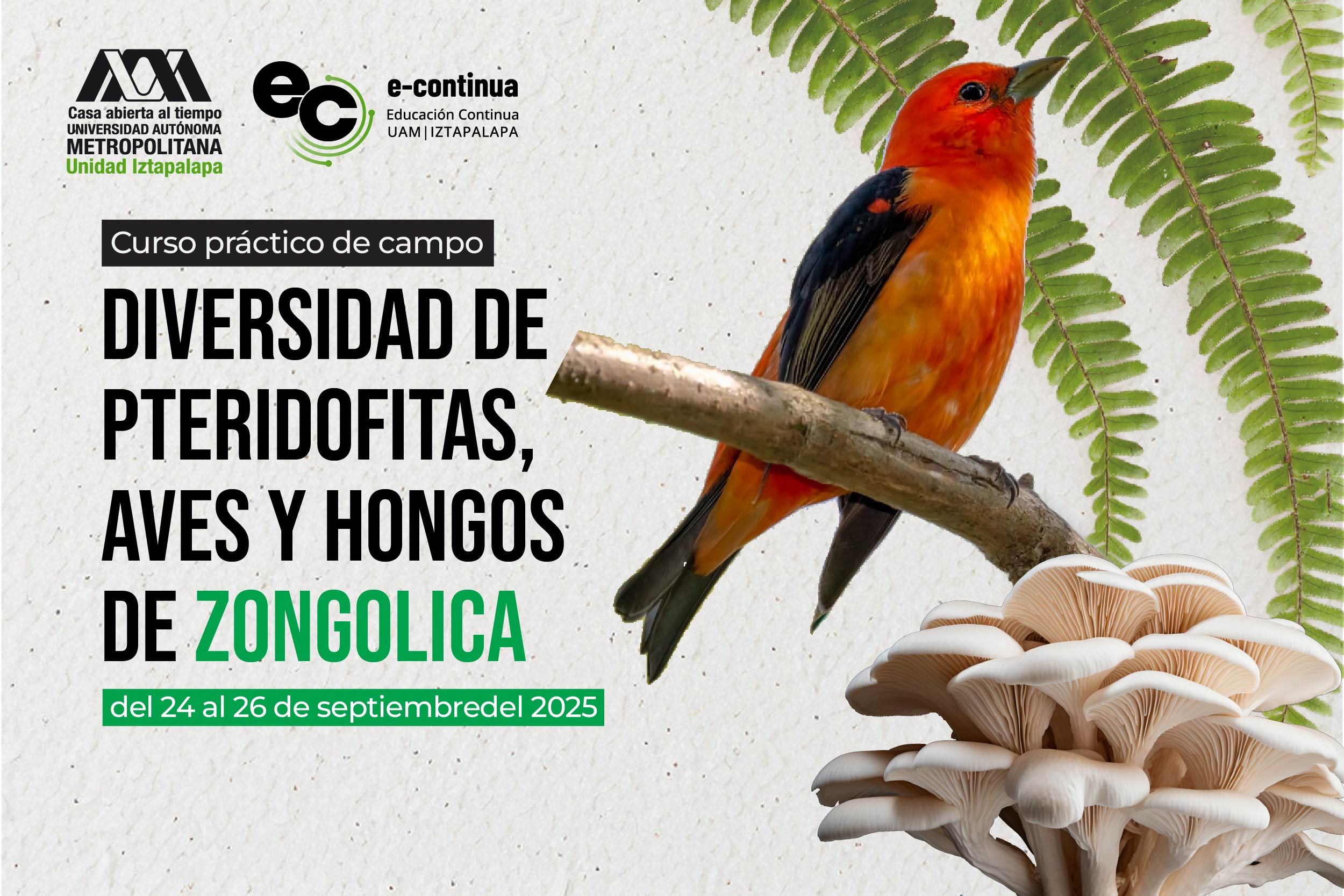 Diversidad de Pteridofitas, Aves y Hongos de Zongolica Diversidad de Pteridofitas, Aves y Hongos de Zongolica